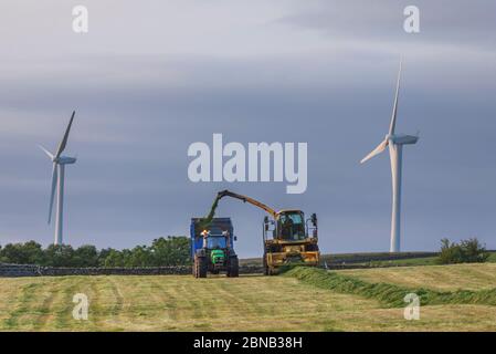 Un entrepreneur agricole utilisant une récolteuse-hacheuse automotrice New Holland FX375 collectant de l'ensilage dans une exploitation laitière du Lancashire, au Royaume-Uni Banque D'Images