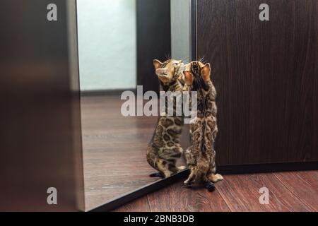 Mignon curieux chaton bengale regardant dans le miroir Banque D'Images