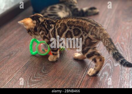 Chat bengal mignon jouant avec le jouet sur le sol à la maison Banque D'Images