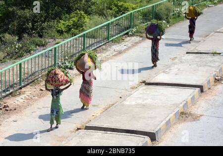 Prayagraj, Uttar Pradesh, Inde. 14 mai 2020. Prayagraj: Les femmes portent de l'herbe pour leur bétail lors d'un confinement imposé par le gouvernement à l'échelle nationale comme mesure préventive contre le coronavirus, à Prayagraj le 14 mai 2020. Credit: Prabhat Kumar Verma/ZUMA Wire/Alamy Live News Banque D'Images