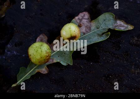 Les galettes de cerisier de la guêpe à galettes Cynips quercusfolii sur le dessous de la feuille de chêne pédonculate. Banque D'Images