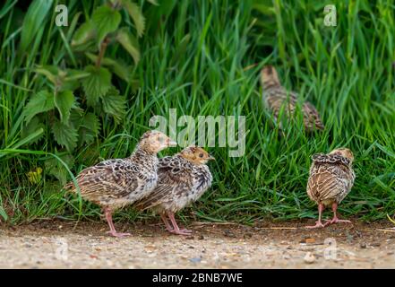 Groupe de poussins phéasants (Phasianus colchicus) se nourrissant autour d'une bordure herbeuse à Norfolk, Royaume-Uni Banque D'Images