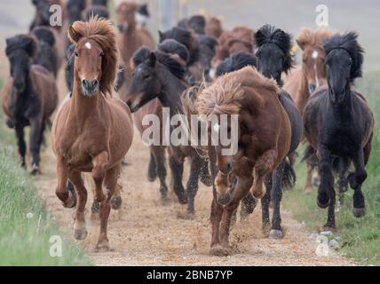 Wehrheim, Allemagne. 14 mai 2020. Pour la première fois cette année, les chevaux islandais sont mis en pâturage d'été après de longs mois dans les écuries. Après une courte phase de « pâturage », au cours de laquelle les animaux ne peuvent sortir que par heure sur le paddock, ils passent le reste de l'année à l'extérieur avant d'avoir à retourner à l'écurie pour la saison d'hiver. Crédit : Boris Roessler/dpa/Alay Live News Banque D'Images