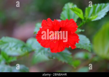 vue macro du nectar rouge jaune qui fleurit sur l'hibiscus Banque D'Images