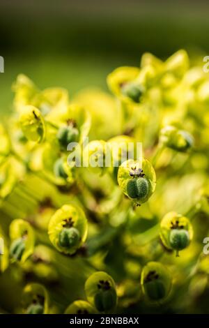 Un gros plan de la plante Euphorbia des caractères. Purge méditerranéenne. Banque D'Images