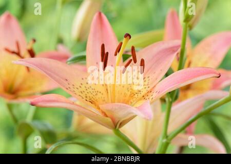 Lilium Dwarf Lily asiatique juin Banque D'Images