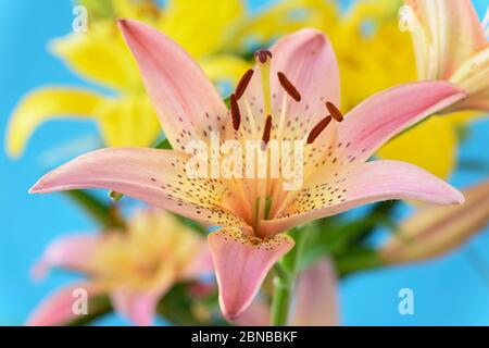 Lilium Dwarf Lily asiatique juin Banque D'Images