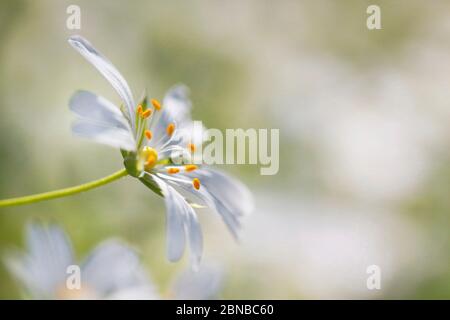 Easterbell starwort, une plus grande (Stellaria holostea stellaire), fleur, Allemagne, Rhénanie du Nord-Westphalie Banque D'Images