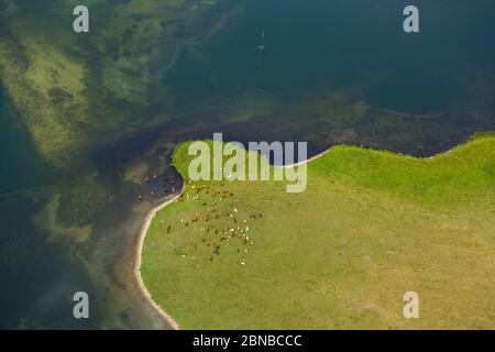 Bovins domestiques (Bos primigenius F. taurus), troupeau de vaches sur la péninsule du lac Mueritz à Ludorf, 23.07.2016, vue aérienne, Allemagne, Mecklembourg-Poméranie occidentale, Ludorf Banque D'Images