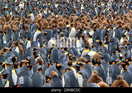 Pingouin royal (Aptenodytes patagonicus), colonie, Antarctique, plaines de Salisbury, crique de Cierva Banque D'Images