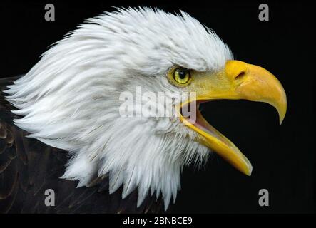 Aigle à tête blanche américain (Haliaeetus leucocephalus), portrait avec facture ouverte, États-Unis, Floride, Parc national des Everglades Banque D'Images