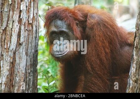 Bornean orangutan (Pongo pygmaeus pygmaeus), femme, Indonésie, Bornéo Banque D'Images