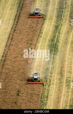 , récolte de champs de maïs à Vipperow, 23.07.2016, vue aérienne, Allemagne, Mecklenburg-Poméranie occidentale, Vipperow Banque D'Images