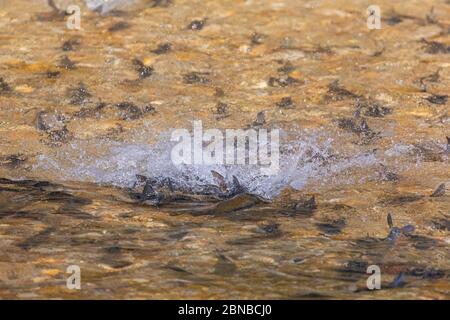 nase (Chondrostoma nasus), femelle avec quelques mâles reproducteurs, Allemagne, Bavière, Mangfall Banque D'Images