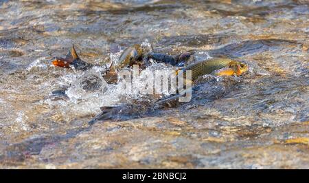 nase (Chondrostoma nasus), femelle avec quelques mâles reproducteurs, Allemagne, Bavière, Mangfall Banque D'Images