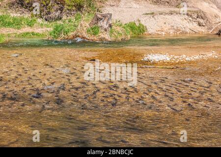 nase (Chondrostoma nasus), femelle avec quelques mâles reproducteurs, Allemagne, Bavière, Mangfall Banque D'Images