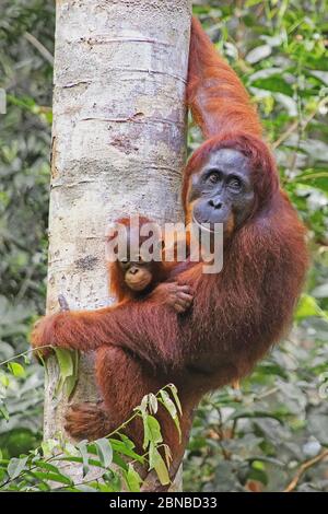 Bornean orangutan (Pongo pygmaeus pygmaeus), Femme avec chiot, Indonésie, Bornéo Banque D'Images