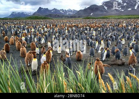 Pingouin royal (Aptenodytes patagonicus), colonie, Antarctique, plaines de Salisbury, crique de Cierva Banque D'Images