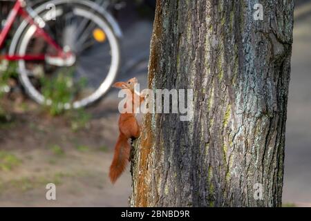 Écureuil rouge européen, écureuil rouge eurasien (Sciurus vulgaris), monte un arbre, Allemagne, Hambourg Banque D'Images