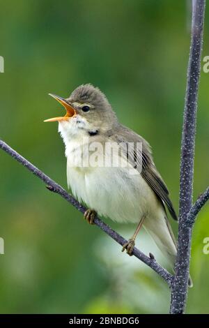 marais warbler (Acrocephalus palustris), chant masculin, Autriche, Burgenland, Parc national de Neusiedler See Banque D'Images