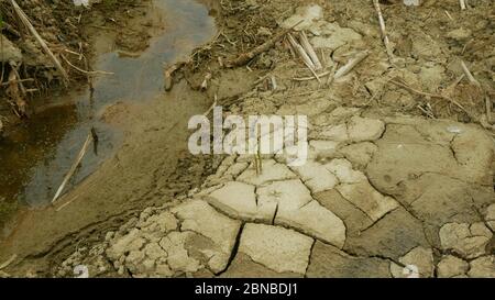 Sécheresse des terres humides de cours d'eau, le rivulet de ruisseau Swamp assèchant le sol craqué croute changement climatique de terre, vague de chaleur extrême de surface a causé la crise Banque D'Images