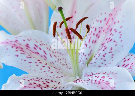 Lilium 'Extravaganza' hybride Lily Oriental juillet Banque D'Images