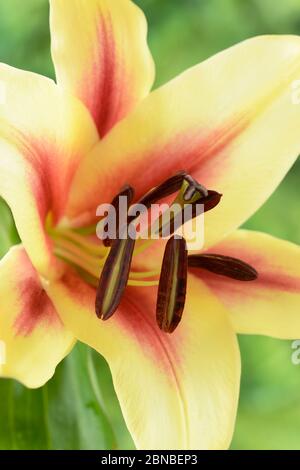 Lilium Lily trompette orientale Lily cross OT Lily juillet Banque D'Images