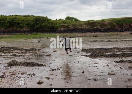 Rottweiler en cours de course sur la plage Banque D'Images