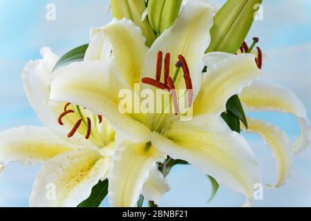 Lilium Oriental hybride juillet Banque D'Images