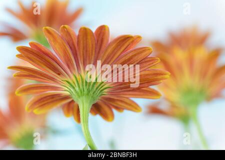 Osteospermum Daisy africaine dessous de la fleur juillet Banque D'Images