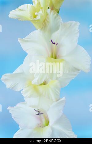 Gladiolus 'White Prosperity' Émot-de-la-Lily août Banque D'Images