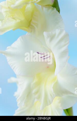 Gladiolus 'White Prosperity' Émot-de-la-Lily août Banque D'Images