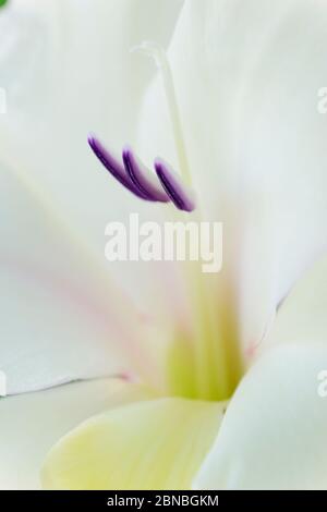 Gladiolus 'White Prosperity' Émot-de-la-Lily août Banque D'Images