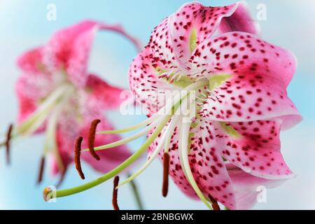 Lilium speciosum var. Rubrum espèce lys août Banque D'Images