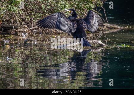 Cormorant. Phalacrocurax cabo (Phalacrocoracidae) séchage de ses ailes après la pêche dans le lac, Abington Park, Northampton, Angleterre, Royaume-Uni. Banque D'Images