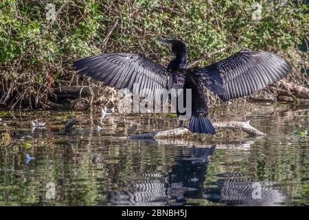 Cormorant. Phalacrocurax cabo (Phalacrocoracidae) séchage de ses ailes après la pêche dans le lac, Abington Park, Northampton, Angleterre, Royaume-Uni. Banque D'Images