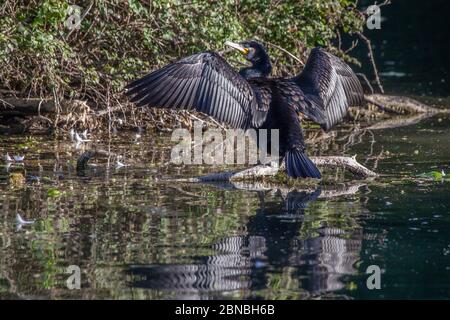 Cormorant. Phalacrocurax cabo (Phalacrocoracidae) séchage de ses ailes après la pêche dans le lac, Abington Park, Northampton, Angleterre, Royaume-Uni. Banque D'Images