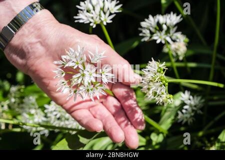 Une main de dame senior tenant l'ail sauvage ou les fleurs de Ramson poussant dans un hedgerow. Île d'Anglesey, pays de Galles, Royaume-Uni, Grande-Bretagne Banque D'Images