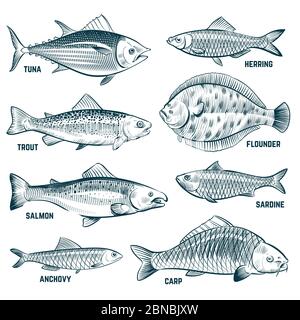 Esquisser les poissons. Truite et carpe, thon et hareng, plie et anchois. Ensemble de vecteurs de poissons commerciaux dessinés à la main. Poissons de fruits de mer, nourriture de mer, esquisse de l'océan illustration d'animaux Illustration de Vecteur