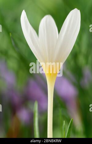 Crocus ochroleucus automne florale crocus octobre Banque D'Images