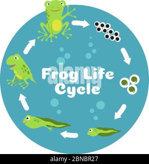 Cycle de vie de la grenouille. Des œufs au tadpole et à la grenouille adulte. Illustration vectorielle éducative de biologie pour enfants. Cycle biologie des amphibiens, croissance des crapauds animaux Illustration de Vecteur