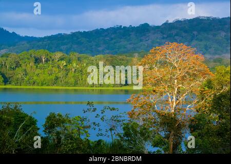 Belle forêt tropicale dans la lumière du soir dans le parc national de Soberania, République du Panama. Banque D'Images