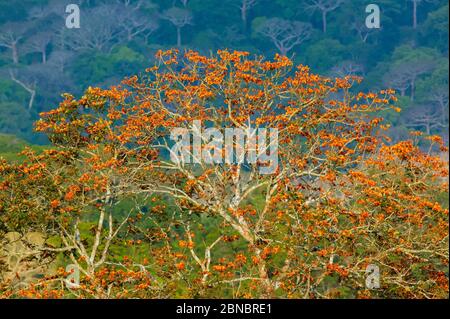 Belle forêt tropicale dans la lumière du soir dans le parc national de Soberania, République du Panama. Banque D'Images