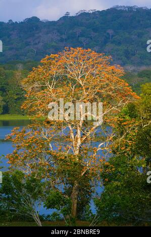 Belle forêt tropicale dans la lumière du soir dans le parc national de Soberania, République du Panama. Banque D'Images