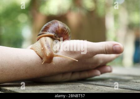 Grand escargot africain brun Achatina assis sur les mains humaines. Escargot africain cultivé chez lui comme animal de compagnie Banque D'Images