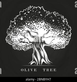 Vieux olivier dessiné à la main sur tableau noir. Arbre vectoriel d'olive, dessin méditerranéen récolte agriculture illustration Illustration de Vecteur