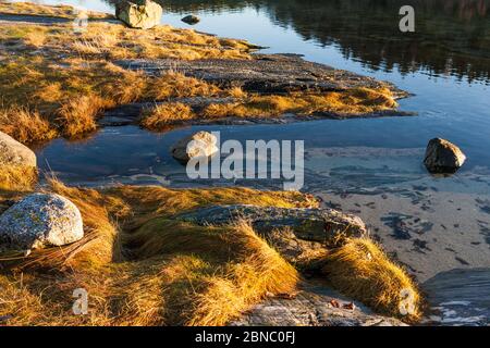 Un lac sauvage au milieu de la ville: Frøkenosen à Brønnøysund, Helgeland, Norvège du Nord Banque D'Images