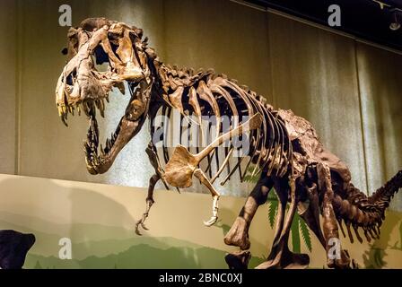 Tyrannosaurus Rex squelette fossile au Musée d'Histoire naturelle de Milan, Italie. T-rex est l'un des plus grands dinosaures carnivores de la terre Banque D'Images