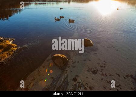 Un lac sauvage au milieu de la ville: Frøkenosen à Brønnøysund, Helgeland, Norvège du Nord Banque D'Images