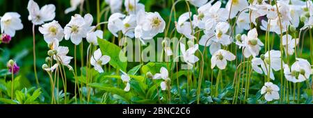 Anemone, blooming flower in jardin, au printemps. Banque D'Images